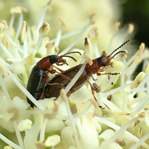 Silver-backed Orsodacnid Beetle