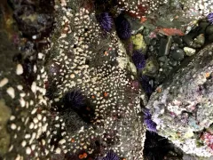 Discophyton rudyi thumbnail 2