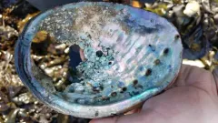 Flat Abalone thumbnail 4