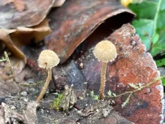 Flammulaster carpophilus thumbnail 2