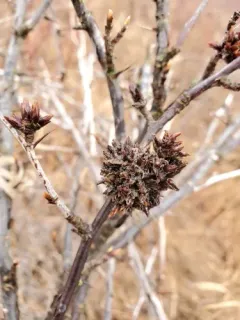 Gooseberry Gall Midge thumbnail 4