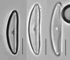 Encyonema norvegicum thumbnail 2