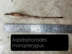 Alligatorfish thumbnail 3