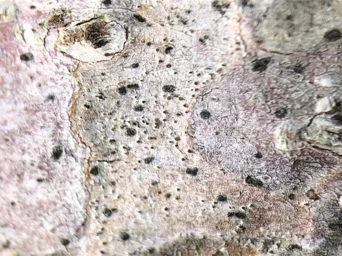Arthonia hypobela