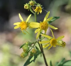 Cut-Leaved Ragwort thumbnail 3