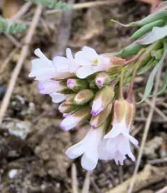 drummond's rockcress thumbnail 4