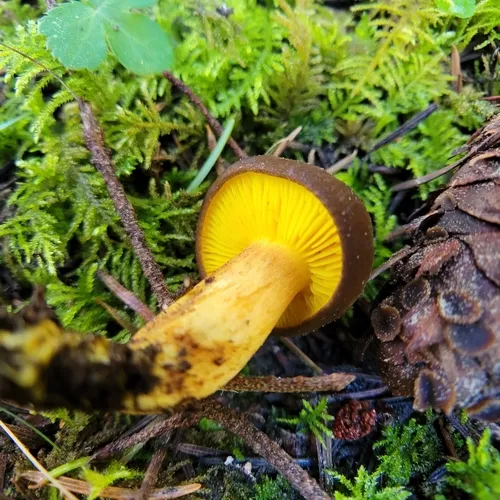 Western Gilled Bolete