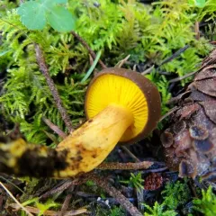 Western Gilled Bolete thumbnail 1