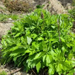 coastal mugwort thumbnail 3