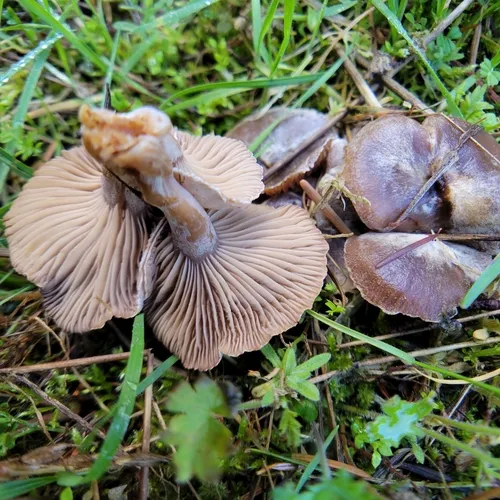Parasitic Clitocybe