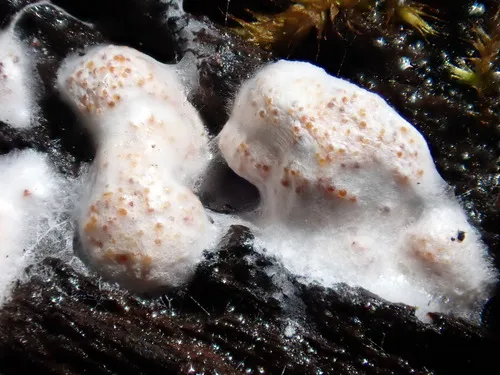 Myriococcum praecox