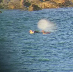 King Eider thumbnail 3