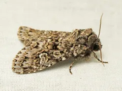 Polia rogenhoferi thumbnail 3