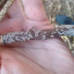 Giraffe Spots thumbnail 1