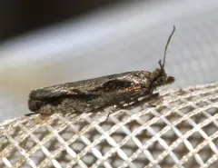 Epinotia zandana thumbnail 2