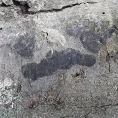 common tarcrust fungus thumbnail 1