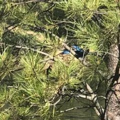 Steller's Jay thumbnail 3