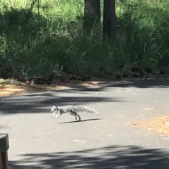 Western Gray Squirrel thumbnail 3