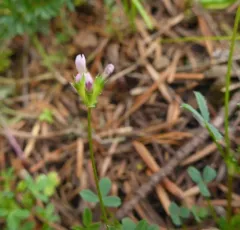 few-flowered clover thumbnail 3