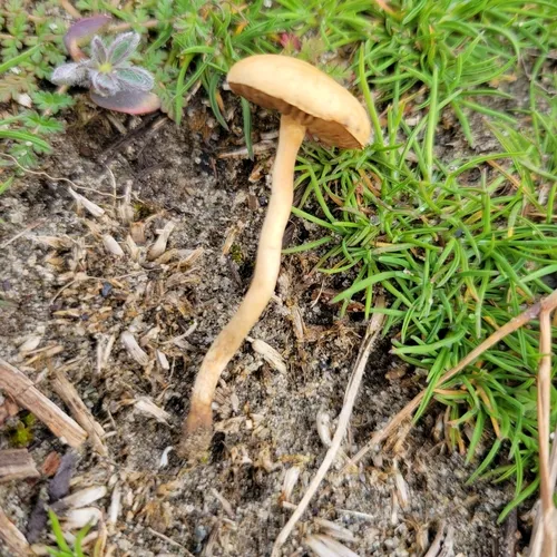 Common Fieldcap