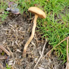 Common Fieldcap thumbnail 1