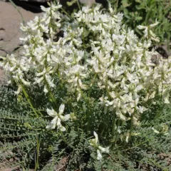 Yakima Milkvetch thumbnail 1
