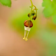 spreading gooseberry thumbnail 3