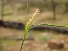 stick sedge thumbnail 3