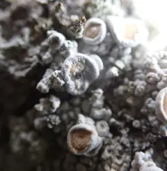 Sclerococcum parasiticum thumbnail 2