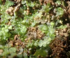 Mueller's Pouchwort thumbnail 2