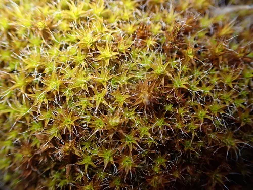 Sand-hill Screw-moss