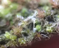 Barnes' Bryum thumbnail 4