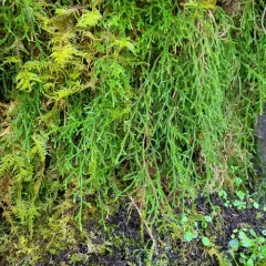 Oregon spikemoss thumbnail 3