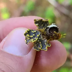 Pseudocyphellaria citrina thumbnail 3