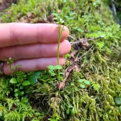 little western bittercress thumbnail 1