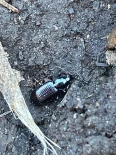 Punctiform Harp Ground Beetle thumbnail 3