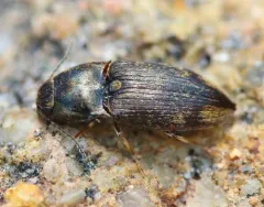 Abbreviated Wireworm thumbnail 4