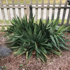 common yucca thumbnail 2