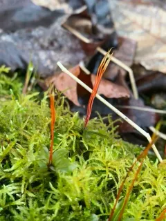 alpine thyme-moss thumbnail 3