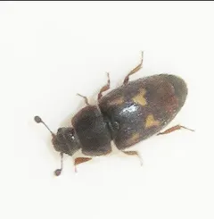 Nitidula ziczac thumbnail 2