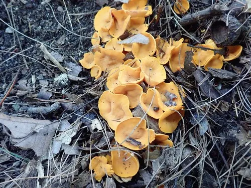 Acervus epispartius