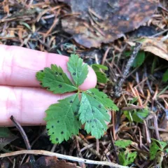 Five-leaf Dwarf Bramble thumbnail 3