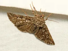 Lasionycta taigata thumbnail 2