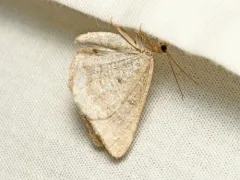 Digrammia rippertaria thumbnail 4