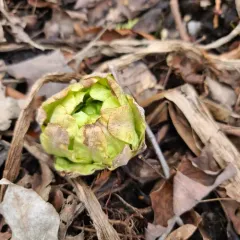 Giant Butterbur thumbnail 4