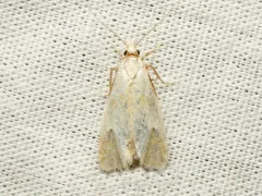 Phtheochroa fulviplicana thumbnail 2