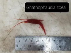 Gnathophausia zoea thumbnail 1