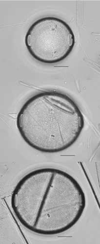 Pleurosira laevis
