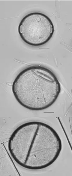 Pleurosira laevis thumbnail 1