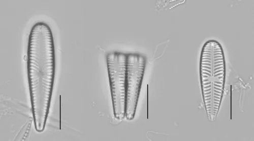 Gomphonella olivacea